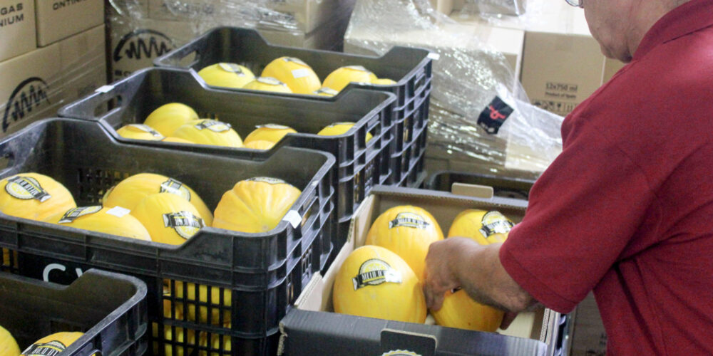 El Melón de Oro de Ontinyent está en peligro de desaparición
