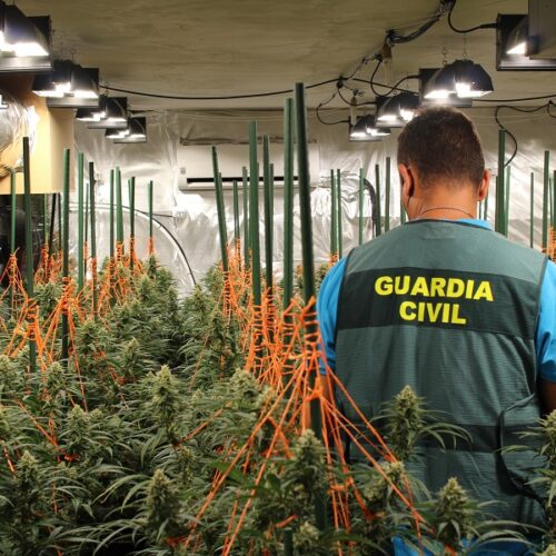 La Guàrdia Civil deté a un home a Agullent i confisca 230 plantes de marihuana
