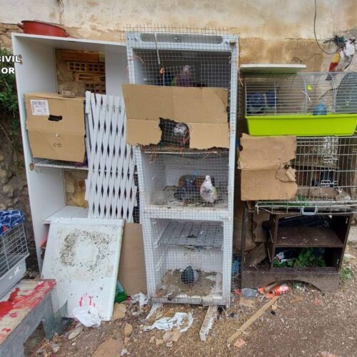 Roban 40 palomas de competición en Benissoda y otros municipios, tasados ​​en 50.000 euros