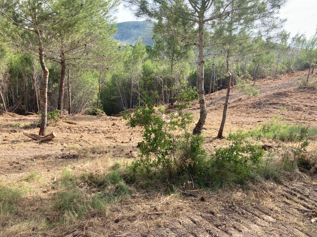 Se completan las limpiezas de pinos del paraje de Sant Esteve propuestas en el Ontinyent Participa El Periódico de Ontinyent - Noticias en Ontinyent