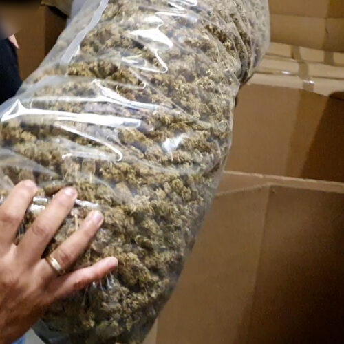 Confiscan en Quatretonda parte de la mayor partida de marihuana de la historia