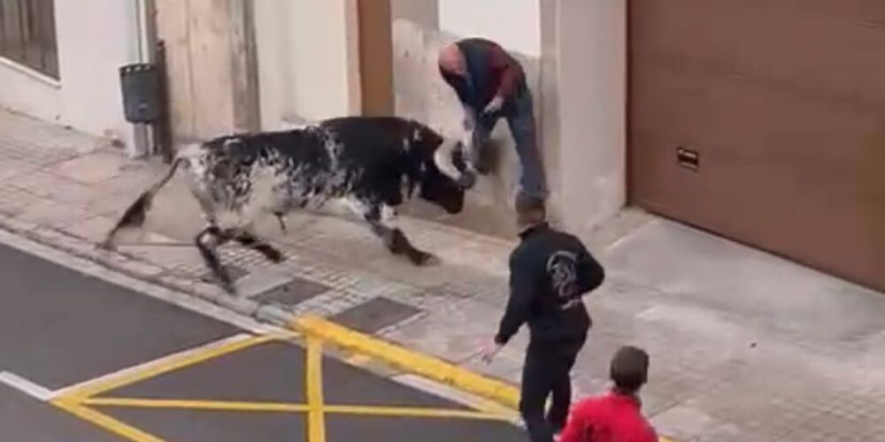 Un home de 82 anys agafat pel bou amb pronòstic reservat