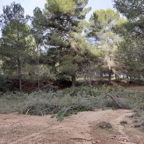 Ontinyent obté una subvenció de 34.000 euros per ampliar els treballs de prevenció d’incendis a l’àrea forestal de Fuset