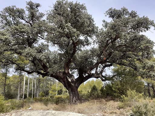 Ontinyent millora l'estat de l'arbre monumental "La Carrasca de Sant Pere" El Periòdic d'Ontinyent - Noticies a Ontinyent