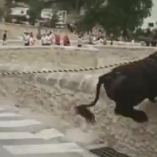 La Policia Autonòmica comença a investigar l’incident del bou