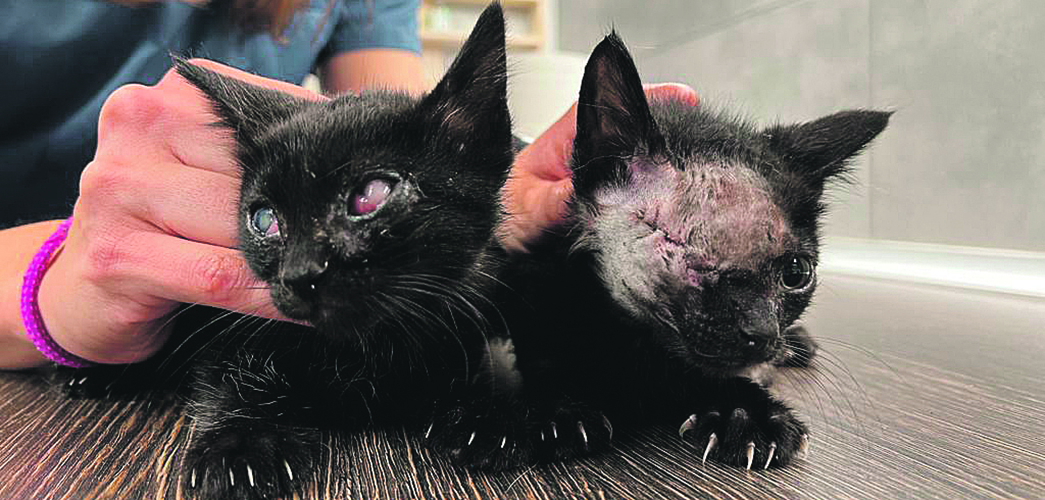 Denuncien l'abandonament de 48 gats en només una setmana El Periòdic d'Ontinyent - Noticies a Ontinyent