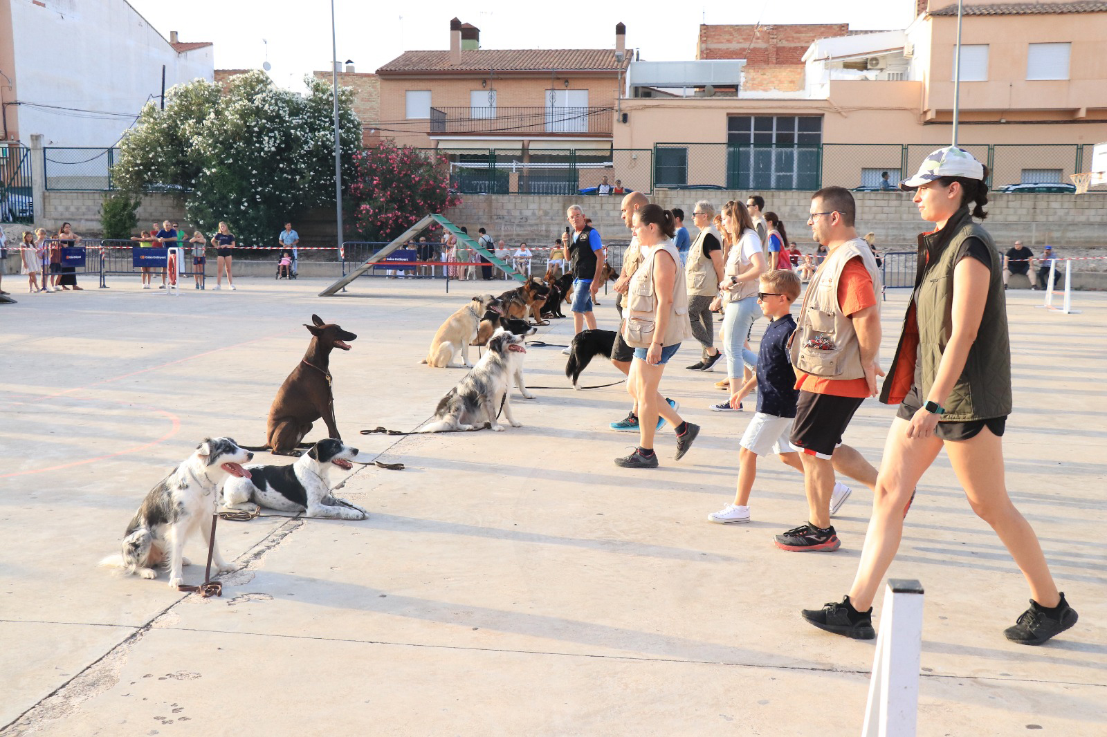 Complicitat i disciplina en l’exhibició d’educació canina El Periòdic d'Ontinyent - Noticies a Ontinyent