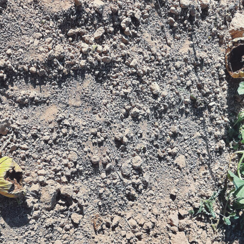Los jabalíes terminan con una cosecha de 4.000 kg de melón de oro
