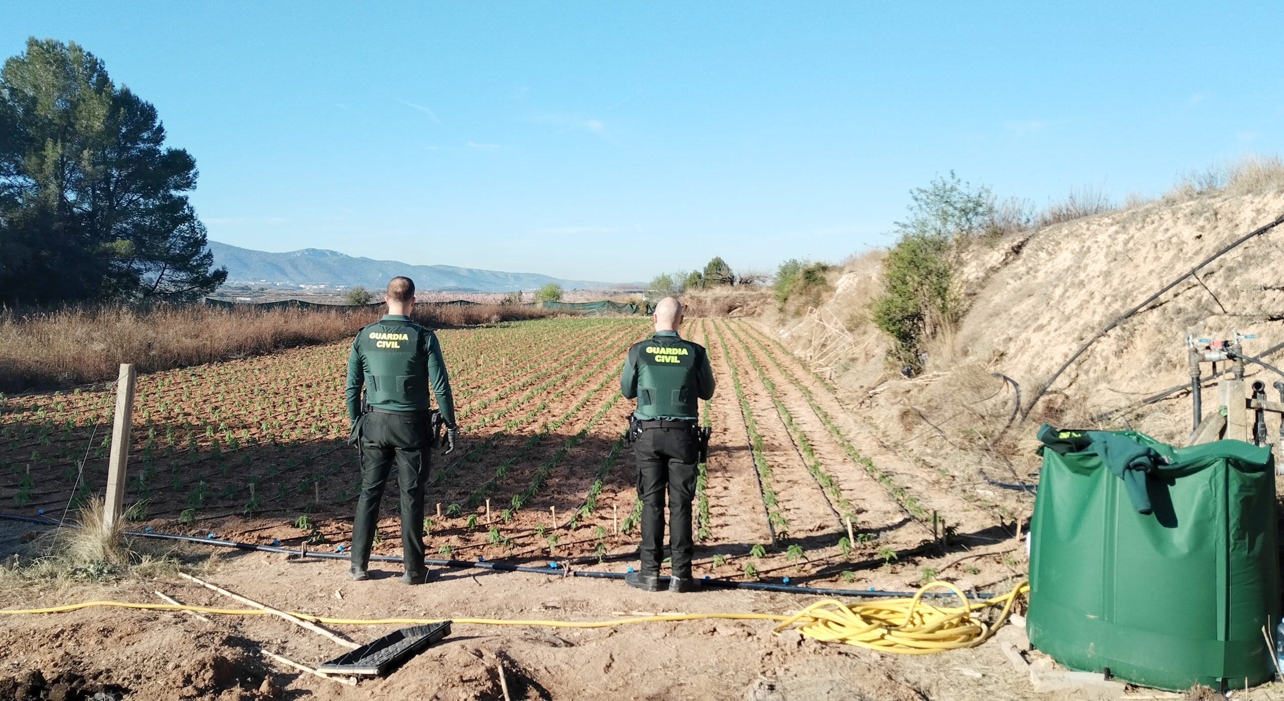 Guàrdies civils a una plantació de marihuana desmantellada