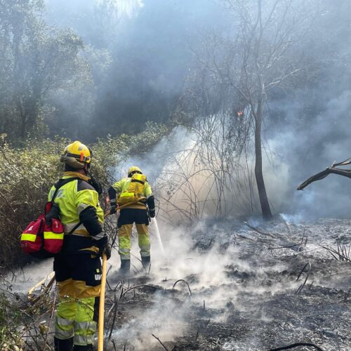Un incendio agrícola se propaga en zona forestal en Benisuera