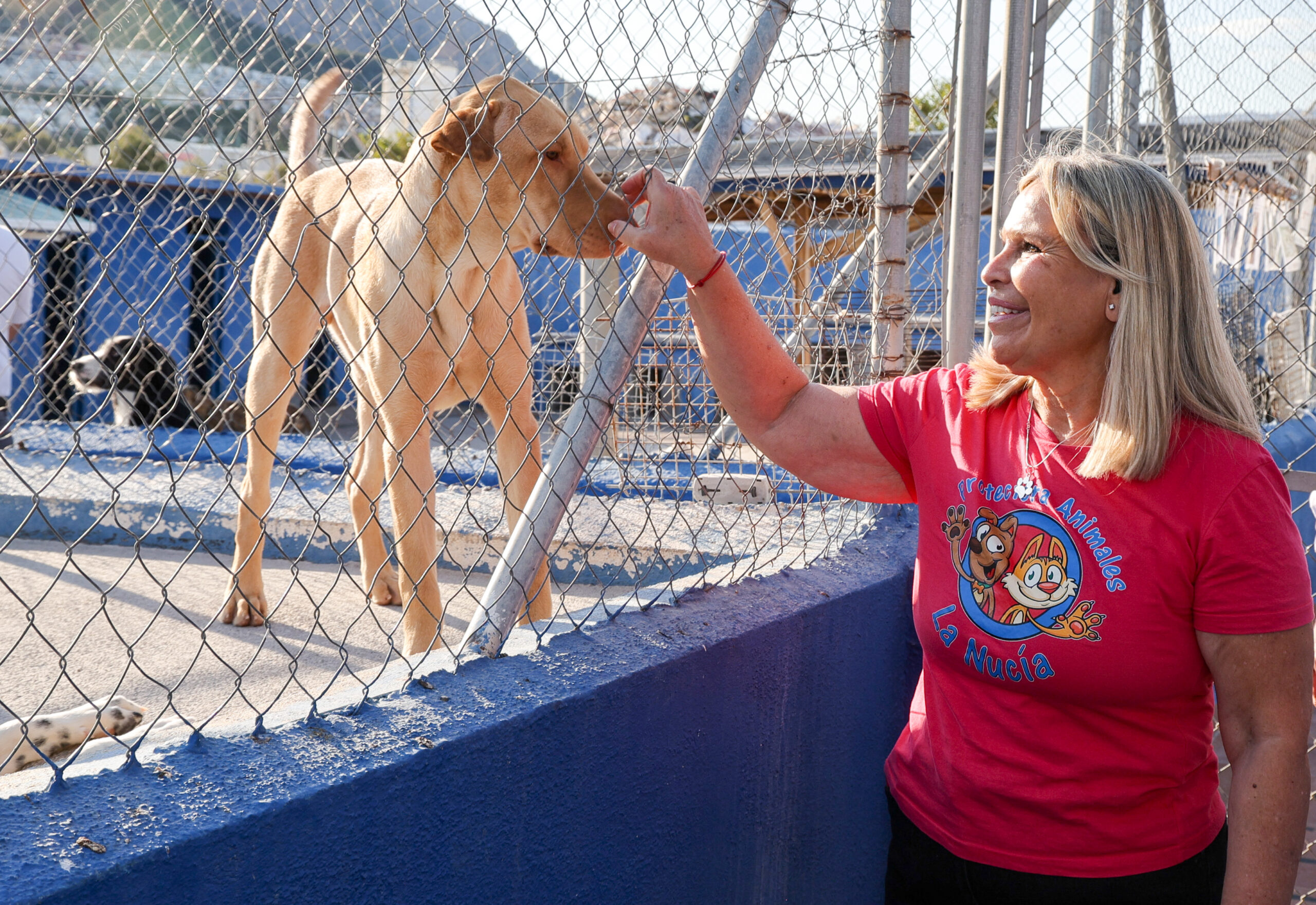 Una campanya fa una crida a l'abandó zero d'animals El Periòdic d'Ontinyent - Noticies a Ontinyent