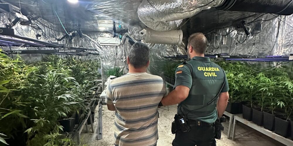 Detingut a Albaida per una plantació de marihuana