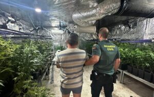 Detingut a Albaida per una plantació de marihuana El Periòdic d'Ontinyent - Noticies a Ontinyent