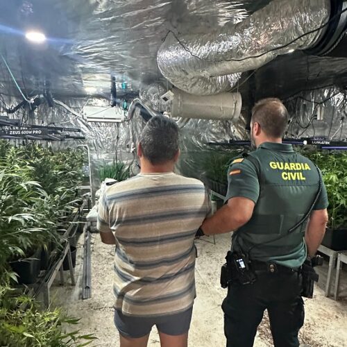 Detingut a Albaida per una plantació de marihuana