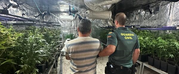 Detingut a Albaida per una plantació de marihuana
