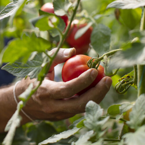 Llancen el primer Concurs de Tomata d’Ontinyent