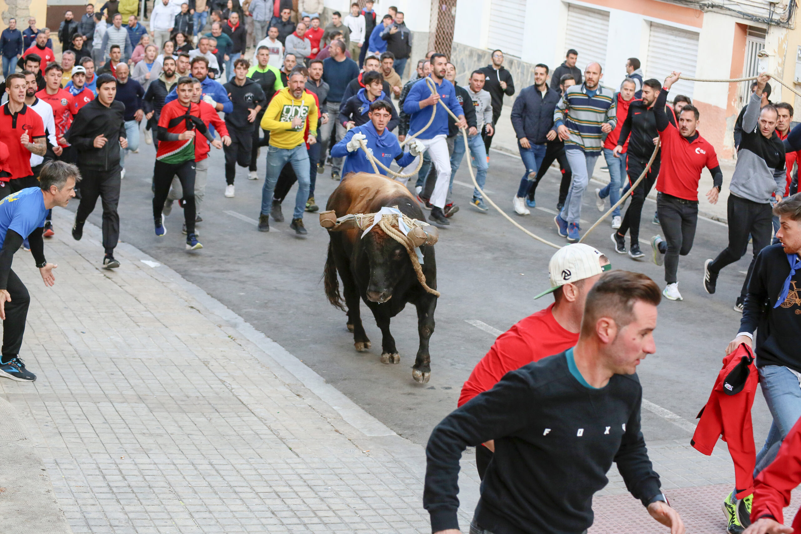 Qui no pot participar en el bou en corda? El Periòdic d'Ontinyent - Noticies a Ontinyent