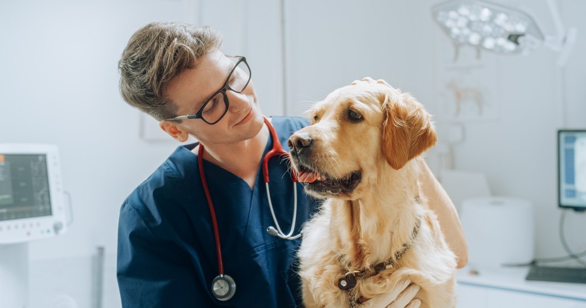 El Col·legi de Veterinaris, en contra del grau universitari a Ontinyent El Periòdic d'Ontinyent - Noticies a Ontinyent