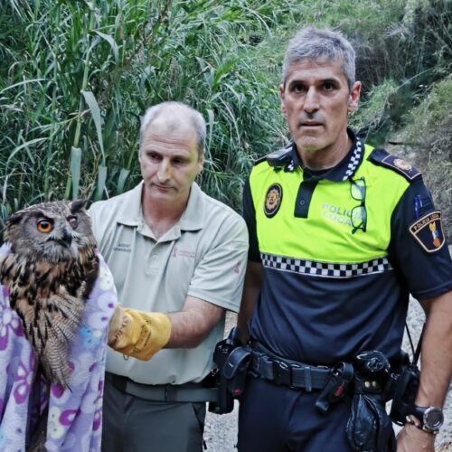 Rescaten un brúfol real en el barranc de la Puríssima