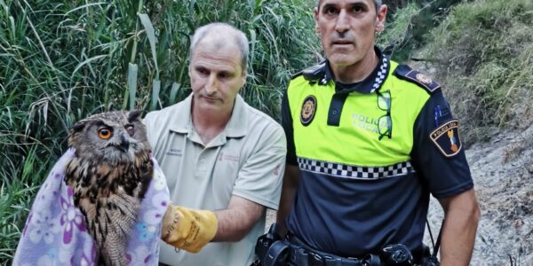 Rescaten un brúfol real en el barranc de la Puríssima