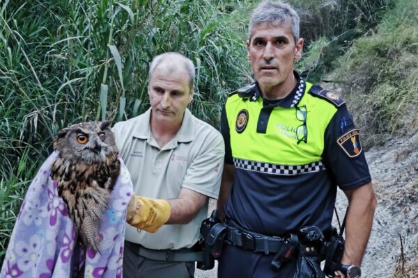 Rescaten un brúfol real en el barranc de la Puríssima