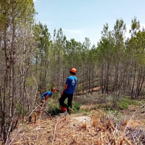 Finalizan las actuaciones de prevención de incendios en Sant Esteve